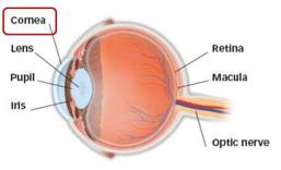 anatomy cornea