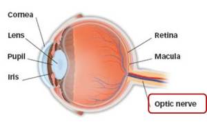 Eye anatomy picture highlighting optic nerve